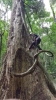 Thai Tarzan