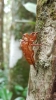 Cicada skin