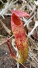 Flytrap plant