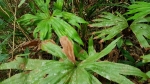 Very rare fern - not know to grow here before