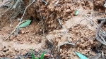 Earth trampled by termites