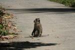 Lots of monkeys here