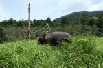 Baan Kwan Chang Elephant camp