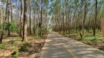Road into Klong Son valley