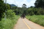Baan Kwan Chang  elephant camp