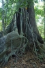 A very big, very old tree in the centre of Koh kood