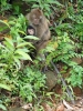 monkey12
