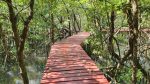 Salakphet Mangrove Walkway - The Red Bridge