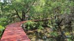 Salakphet Mangrove Walkway - The Red Bridge