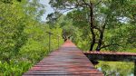 Salakphet Mangrove Walkway - The Red Bridge