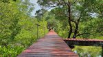 Salakphet Mangrove Walkway - The Red Bridge