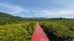 Salakphet Mangrove Walkway - The Red Bridge