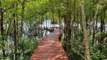 Salakphet Mangrove Walkway - The Red Bridge