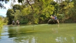 Here come the elephants