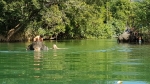 Elephants from Chang Chutiman camp in the river