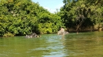 Elephants from Chang Chutiman camp in the river
