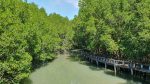 Salakkok Mangrove Walkway views