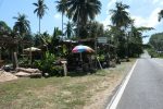 Coconut Organic Garden