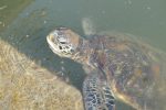 Turtle at Parama Resort