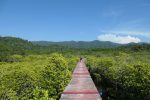 Mangrove walkway in Salakphet
