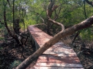 Mangrove walkway