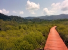 Mangrove walkway - a sea of green