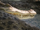 Koh Chang Crocodile Show