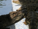Koh Chang Crocodile Show