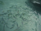 Lots of fish.  No effort needed to see them