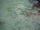 easy to feed them from shallow water