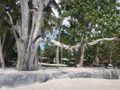 Old trees by the pool