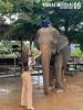 Kai Bae Elephant camp