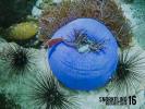 Snorkelling Koh Wai