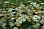 Jellyfish off Trat coast, Thailand