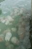 Jellyfish off Trat coast, Thailand
