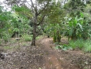 Trail through the durian trees