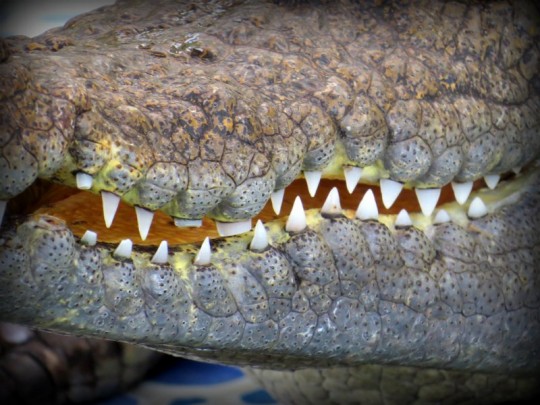 Koh Chang crocodiles