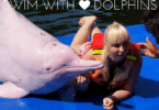 Take a trip to Oasis Seaworld, Chantaburi. Show and swimming with Irawaddy and Bottlenose dolphins