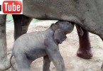 Baby Elephant on Koh Chang