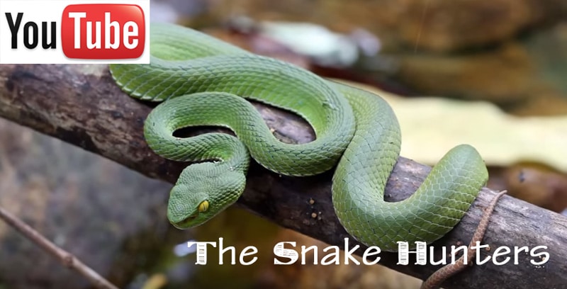 Video ofvenomous snakes on Koh Chang and Koh Kood