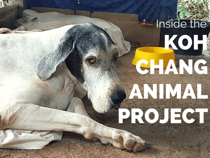Help Lisa at Koh Chang animal project