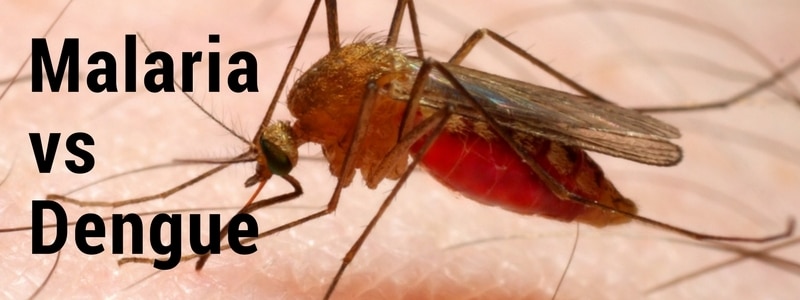 Mosquito with dengue or malaria