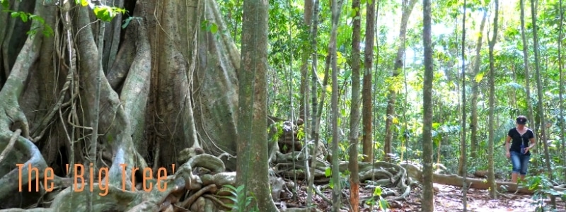 Koh Kood's 500 year old tree