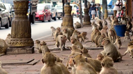 lopburi monkeys