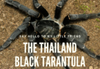 Thailand black tarantula in the wild