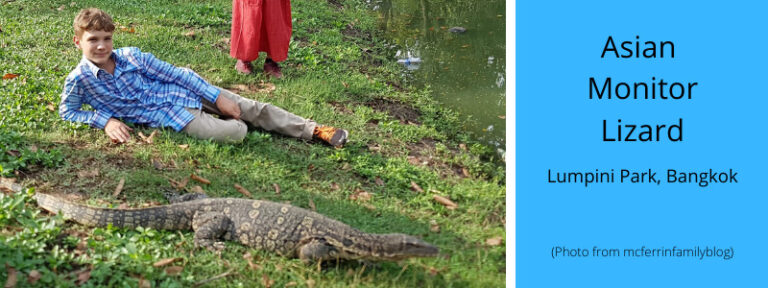 Asian Water Monitor Lizards ( Varanus Salvator ) in Thailand