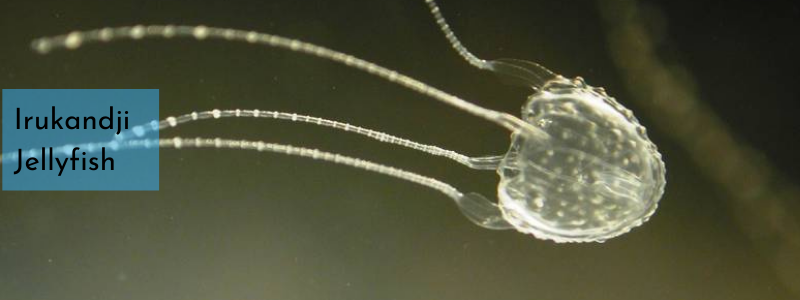 Irukandji jellyfish