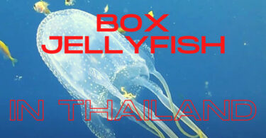 box jellyfish in Thailand