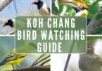 koh chang birdwatching
