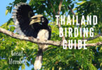 Thailand birding guide